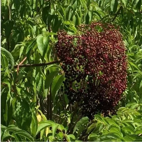thumbnail for publication: Elderberry and Elderflower (Sambucus spp): Markets, Establishment Costs, and Potential Returns
